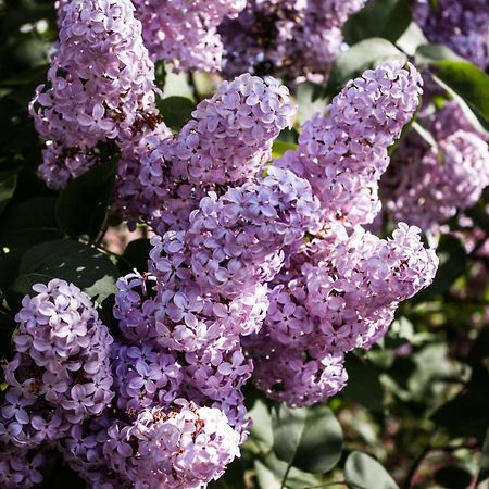 La Cavanella B&B Camugnano Dış mekan fotoğraf